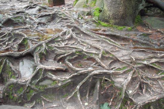 Ścieżka Skalnej Rzeźby